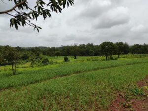 Ragi plantation