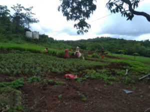 Restarting the ragi plantation (lavani)