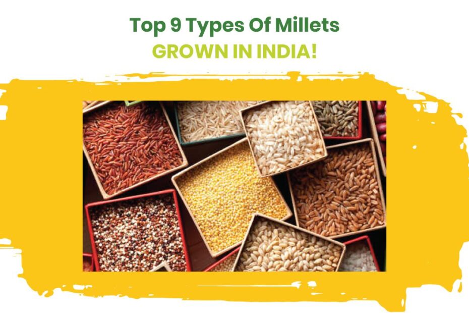 top 9 types of millet-2