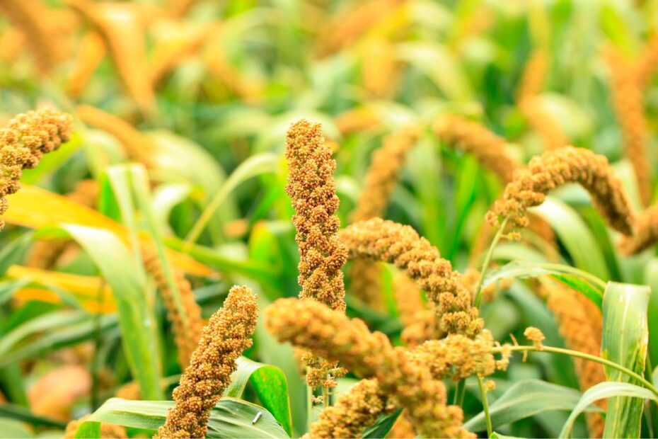 Amazing-Benefits-Of-Foxtail-Millet-2