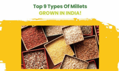 Top 9 types of millets in India in bowls