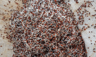 Soaked Ragi grains in a bowl ready for cooking