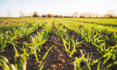 Impact of Green Revolution on agriculture and society