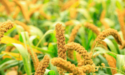 Foxtail Millet grains in a wooden bowl showcasing their health benefits