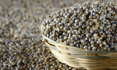 Bajra grains and dishes – nutritious millet for healthy living
