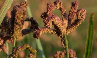 Glass of nutritious Ragi Malt served for breakfast and dinner.