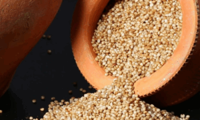 Bowl of cooked Kodo Millet