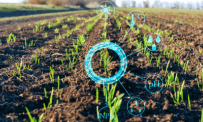 Farmer using AI-powered tools in rural India